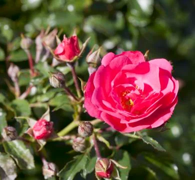 Wld rose Stock Photos