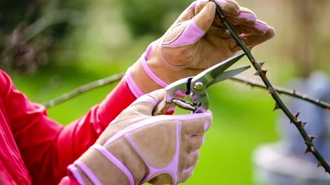 Wmans hands prunning roses in spring garden. Stock Footage 132375827