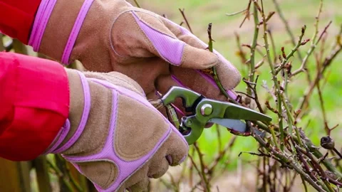 Wmans hands prunning roses in spring garden. Stock Footage 132375842