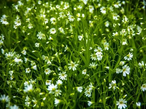 WMay bloom of lanceolate Stellaria holostea L. in a forest glade Stock Photos