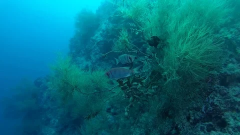 Wo Common Bigeye (Priacanthus hamrur) stand next to the beautiful soft coral Stock Footage