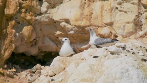 Wo Fulmars Pair Bonding on a Cliff Stock Footage 312507554
