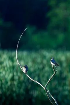Wo Tree Swallows Perched on Dead Branches in a Wetland Stock Photos