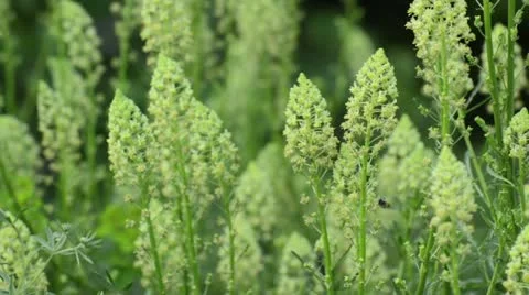 Woad (Reseda luteola) Stock Footage 14610729