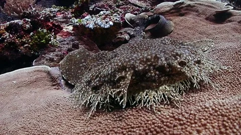 Wobbegong front HD Stock Footage 147239064