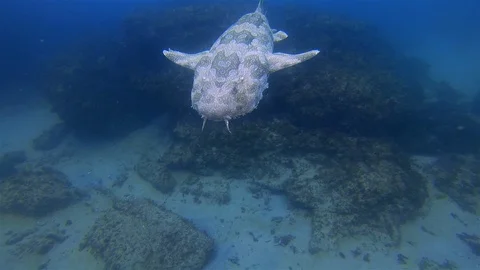 Wobbegong Shark Close Up. Grumpy Shark Swimming With Camouflage On Shark Dive Video stock 115861543