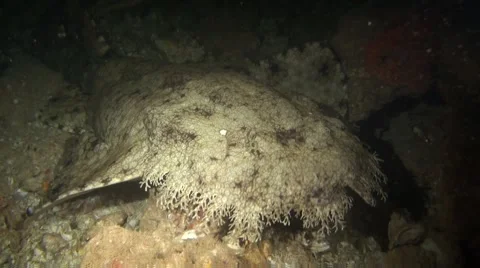 Wobbegong shark at night Stock Footage 45731575