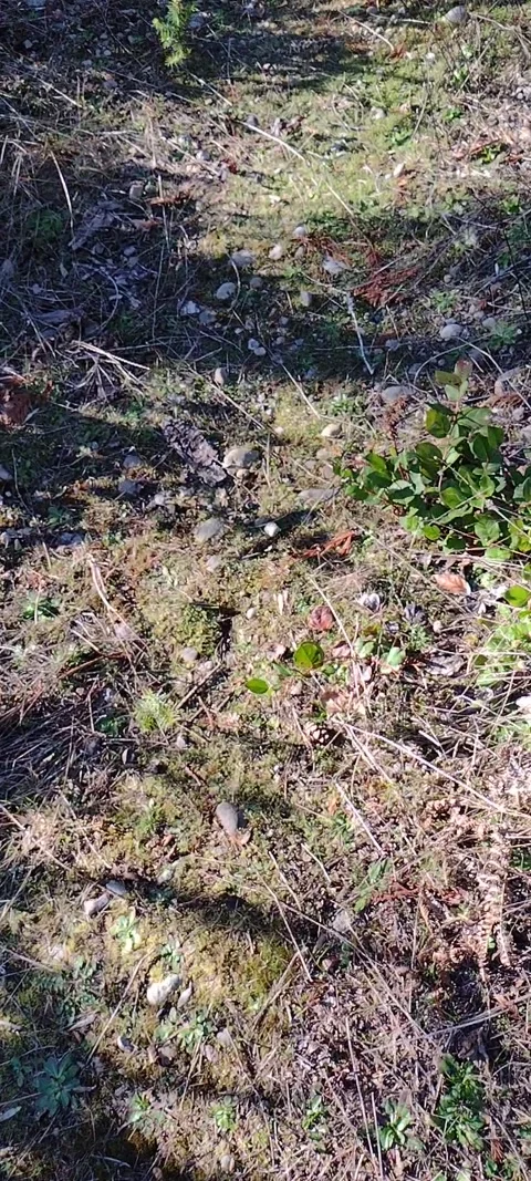 Wobbly jerky amateur view of forest path with pebbles and moss Stock Footage 170996569