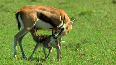 Wobbly legs Stock Footage 201937357