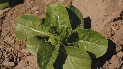Wobbly Lettuce on Mars Stock Footage 94642912