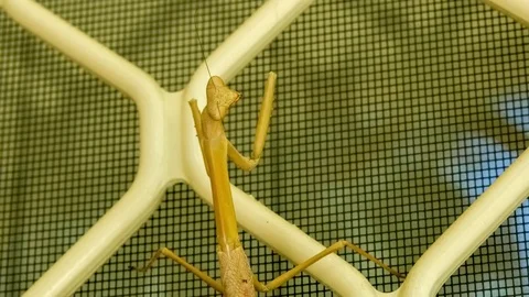 Wobbly purple winged praying mantis insect climbing window exterior, 4K 30p Video stock 75397381