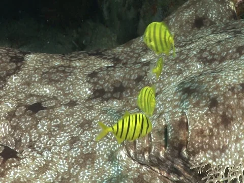 Wobegong shark Stock Footage 98676481