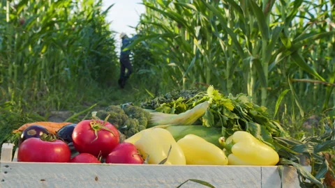 Woden box full of fresh vegetables and farmer taking corn. Harvest season Stock Footage 158388074