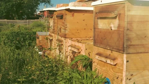 Woden hives of bees in the apiary. Stock Footage 195812679