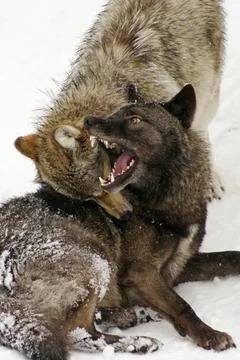  Woelfe im Winter, Wolves in Winter, europe, european, europa, europaeisch... Stock Photos