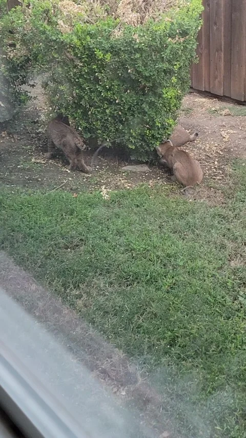 Woke Up to Three Bobcat Kittens Playing in My Yard, The Colony, Texas, USA - 27  Stock Footage 346843808