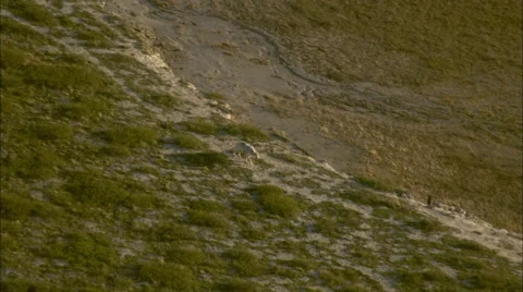 Wold walking on ridge Stock Footage 44692854