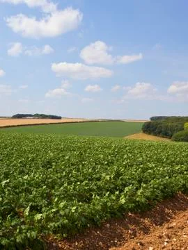 Wolds potato fields Stock Photos