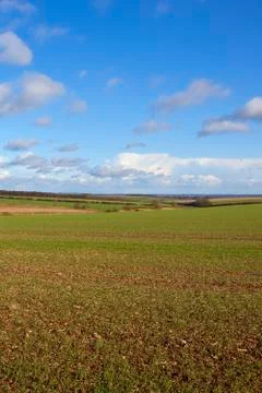 Wolds winter wheat Stock Photos