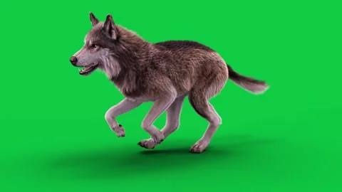 Wolf 01 Run Side (loop)  HD green screen Stock-Footage 242542607