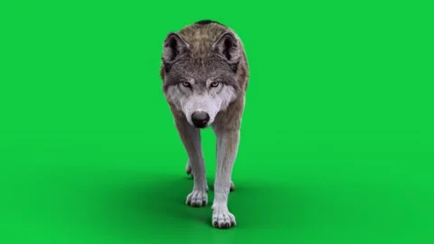 Wolf 01 Walk Front (loop)  HD green screen Stock-Footage 242542953