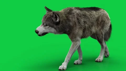 Wolf 01 Walk Side (camera) HD green screen Stock-Footage 242543123