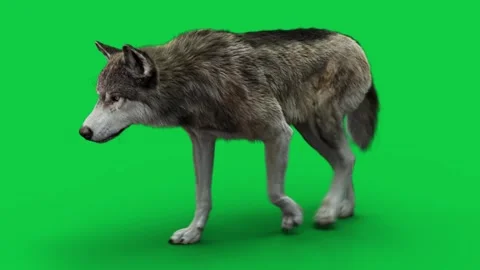 Wolf 01 Walk Side (loop)  HD green screen Stock-Footage 242543125
