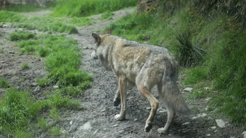 Wolf 1 Stock Footage 197195255
