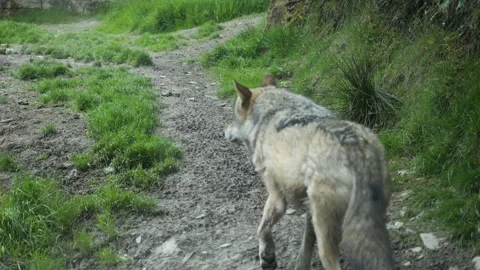 Wolf 2 Stock Footage 197198142