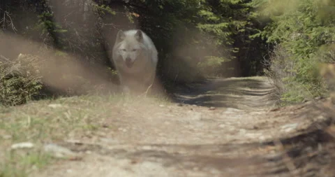 Wolf 2 stares back at camera along dirt road shallow dof Stock Footage 232619407