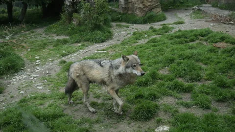 Wolf 3 Stock Footage 197195334