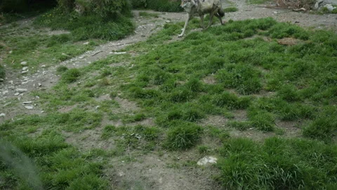 Wolf 4 Stock Footage 197199851