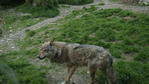 Wolf 5 Stock Footage 197197958