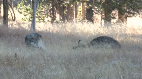 wolf attacking bison