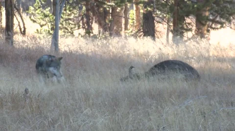 Wolf Adult Attacking Biting Predation Bison Kick Defending Stock Footage 43125475
