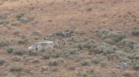 Wolf Adult Running Pair Yellowstone National Park Radio-Collar Marked Gray Fall Stock Footage