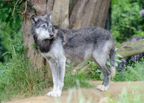 Wolf alone Stock Photos