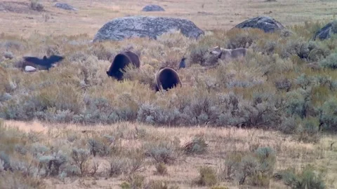 Wolf and Bears Dine at Yellowstone National Park, usa - 04 Sep 2024 Stock Footage 307552151