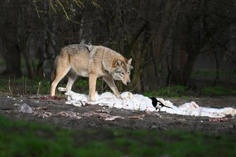 Wolf and bird Stock Photos
