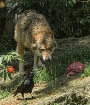 Wolf and crow Stock Photos