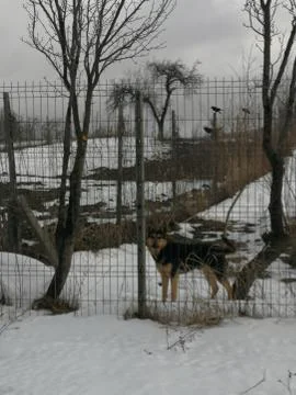 Wolf and crows Stock Photos