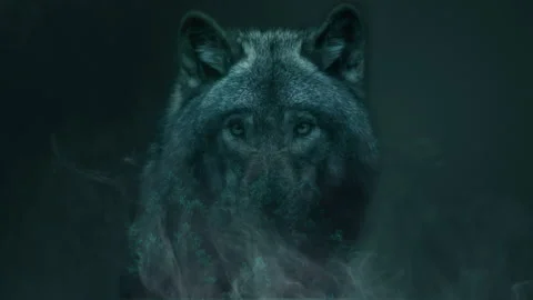 Wolf and forest, double exposure composite. Concept of wildlife, nature, woods 스톡 동영상 136575588