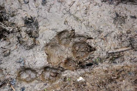 Wolf and fox tracks Foto stock