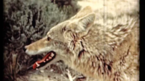 Wolf and rattle snake Video stock 36930005