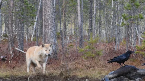 Wolf and raven. Eurasian wolf Video stock 120766605