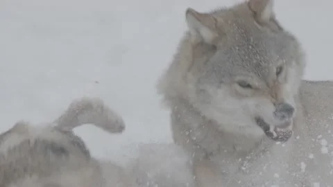 Wolf animals fighting in snow in slow motion, Canis lupus. Vidéo 223921749