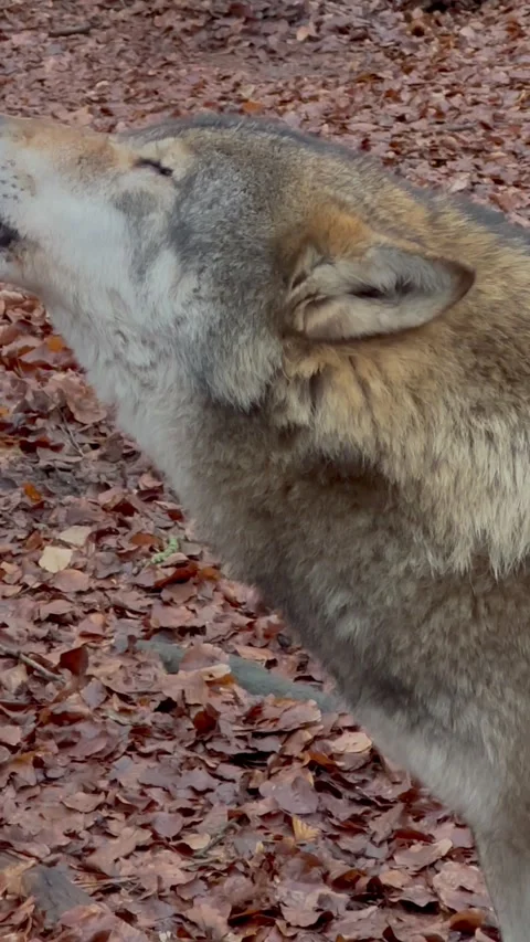 A Wolf Answers the Call Stock Footage 335766260