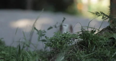 The wolf appeared in the forest White dog in the forest Stock Footage 166645943