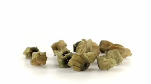 Wolf apples many Vidéo 23730316