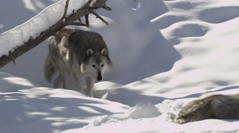 Wolf approaches another sleeping wolf Stock Footage 52877502